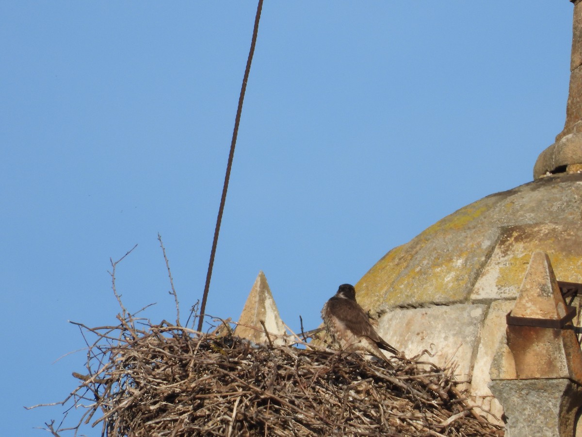 Peregrine Falcon - ML646590669