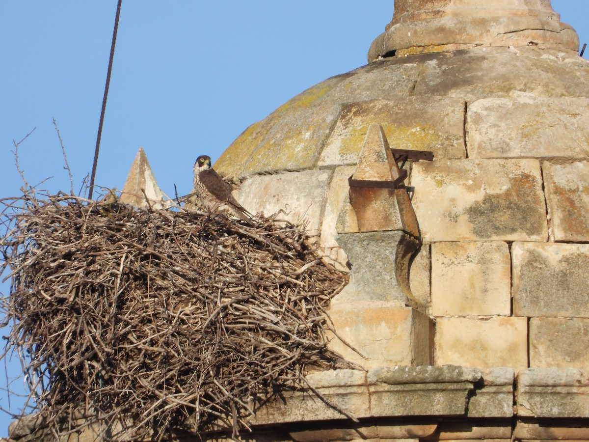 Peregrine Falcon - ML646590670