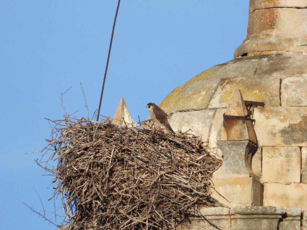 Peregrine Falcon - ML646590671