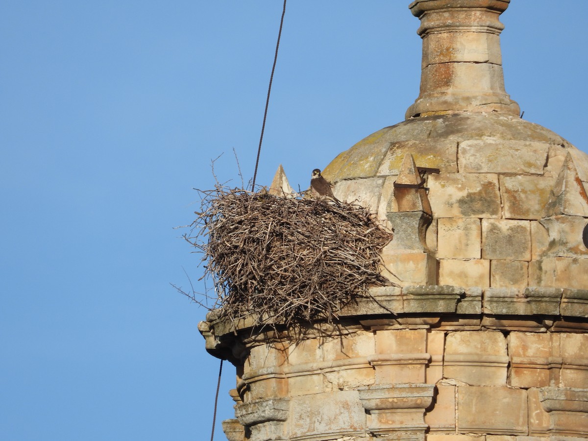 Peregrine Falcon - ML646590672
