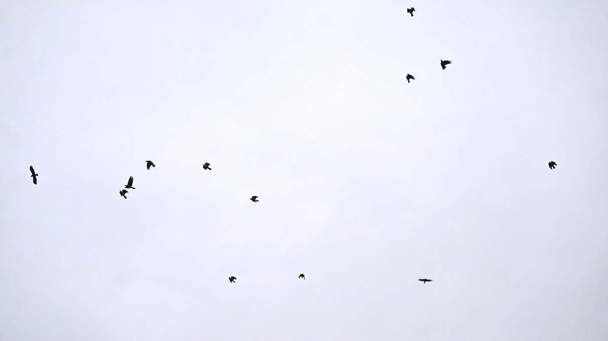 עורב אפור - ML646590677