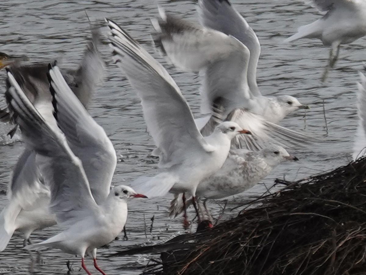 Черноголовая чайка - ML646590679