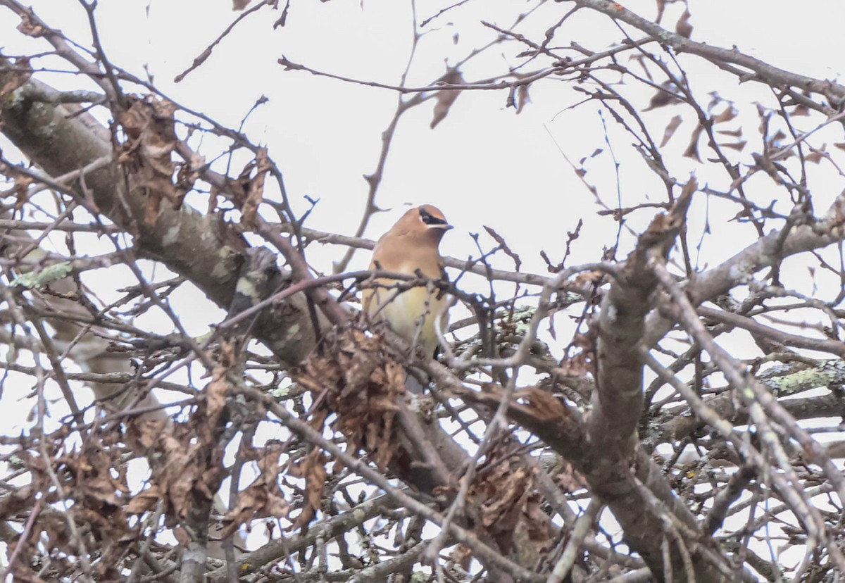 Cedar Waxwing - ML646590681