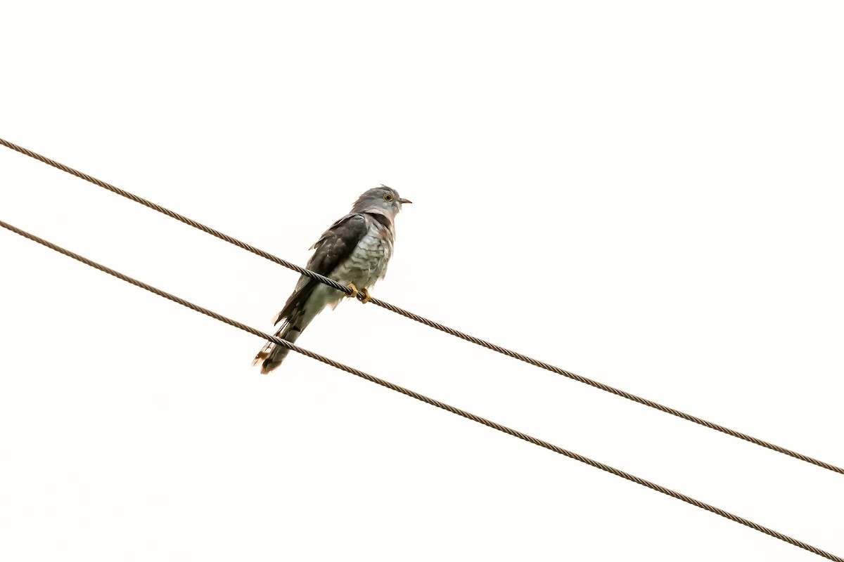 kukačka jestřábí - ML646590683