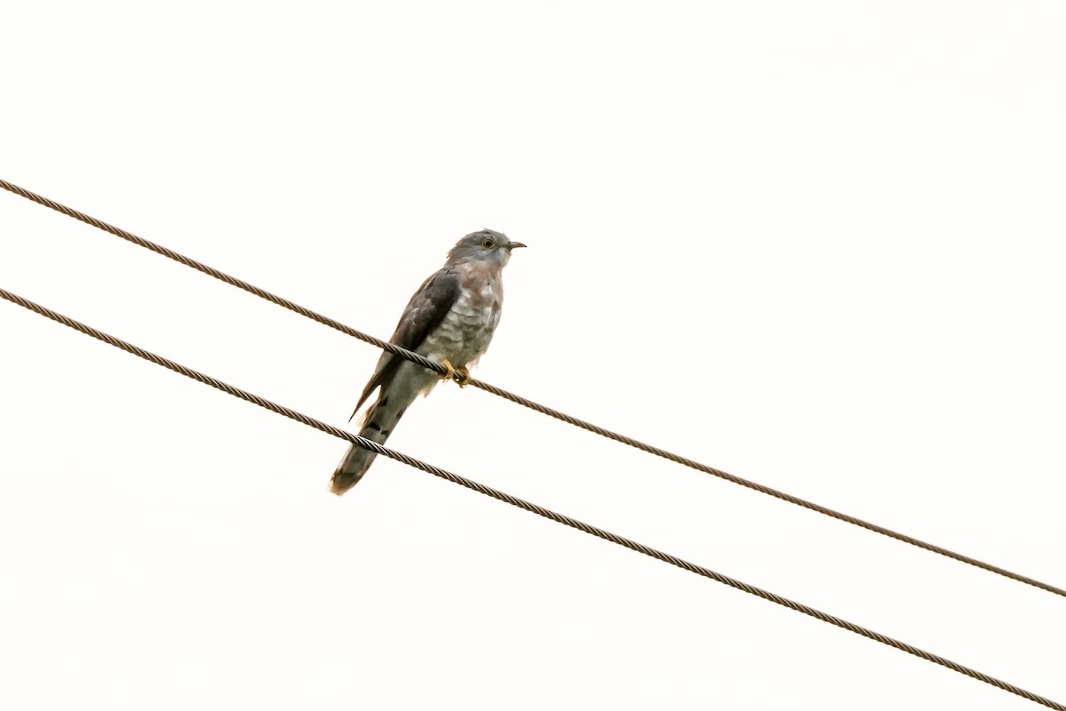 kukačka jestřábí - ML646590684