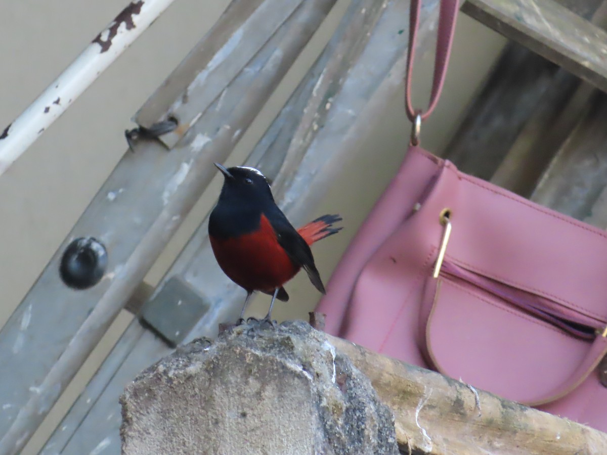 White-capped Redstart - ML646590685