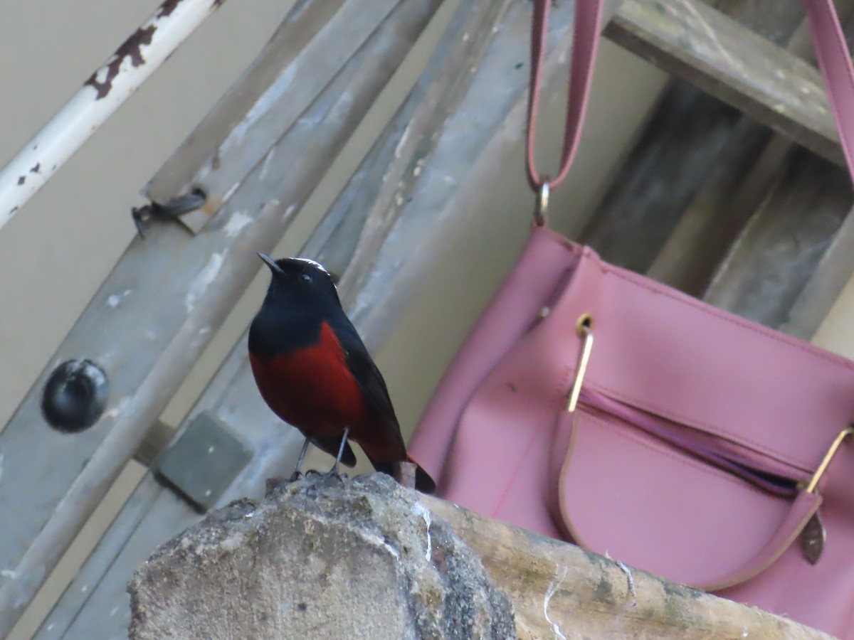 strømrødstjert - ML646590686