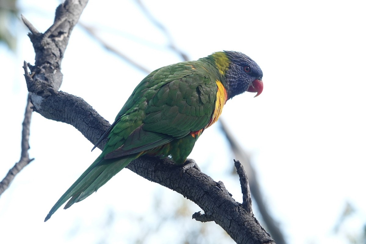 Rainbow Lorikeet - ML646590687