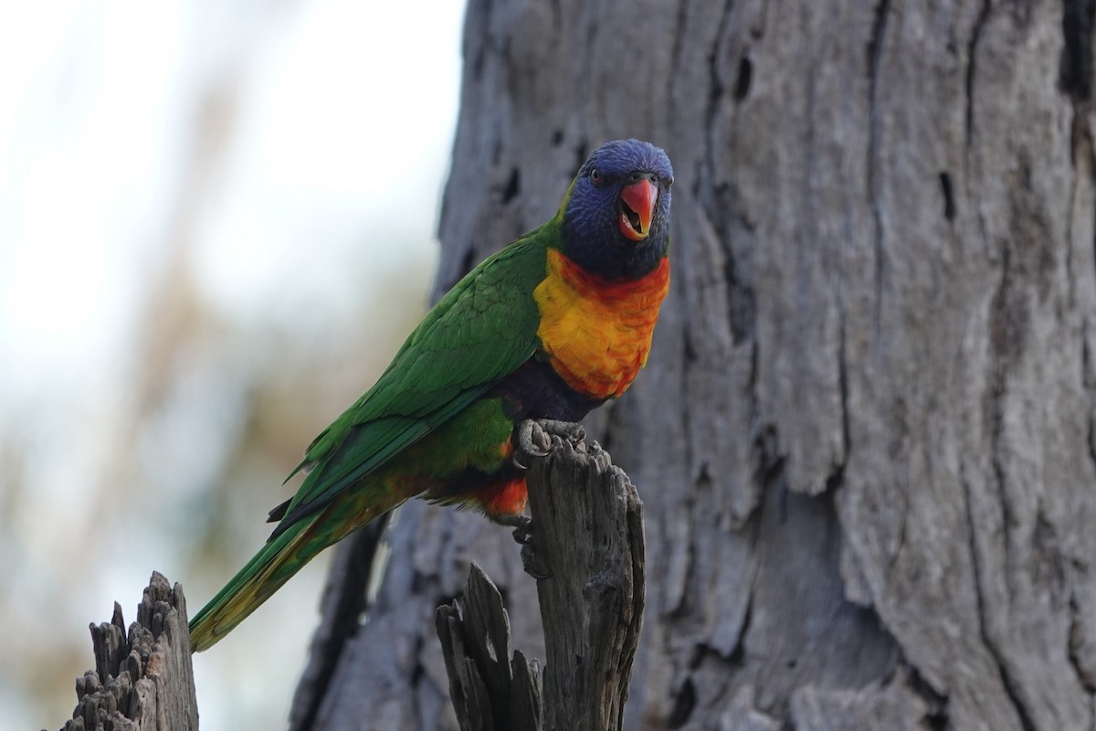 Rainbow Lorikeet - ML646590688