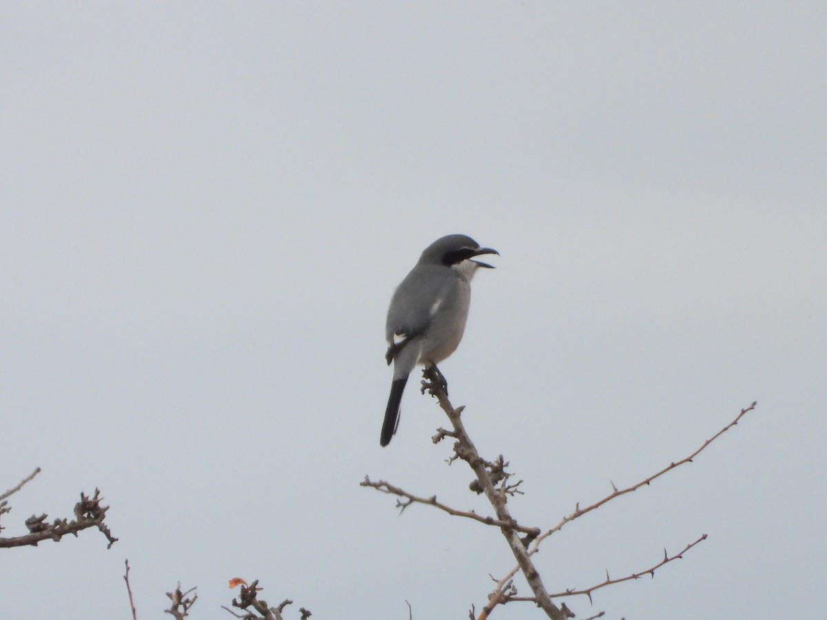 Iberian Gray Shrike - ML646590691