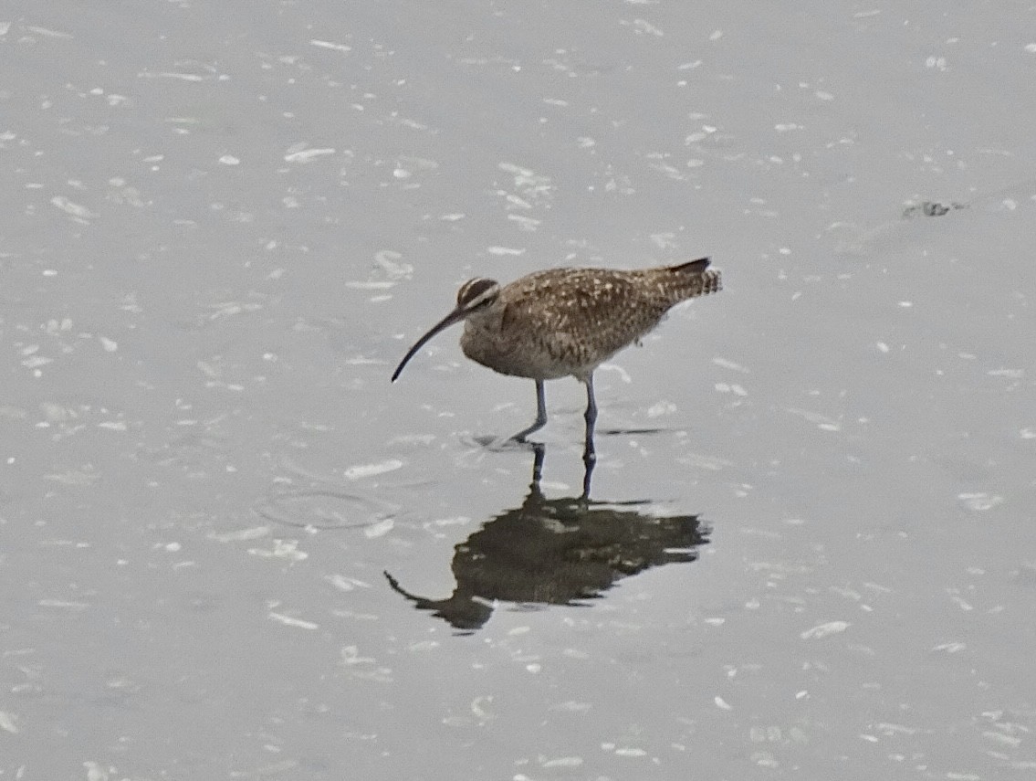 Hudsonian Whimbrel - ML646590694