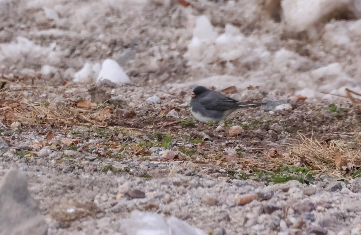 Dark-eyed Junco - ML646590695