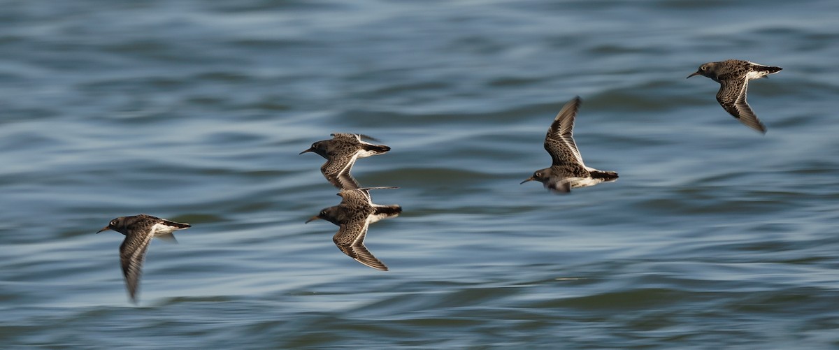 Purple Sandpiper - ML646590696