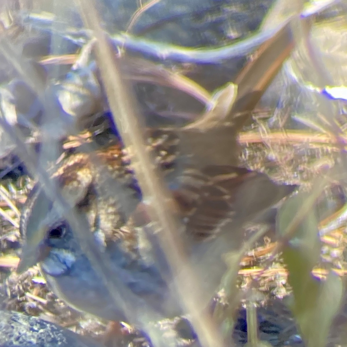 hvitstrupespurv - ML646590697