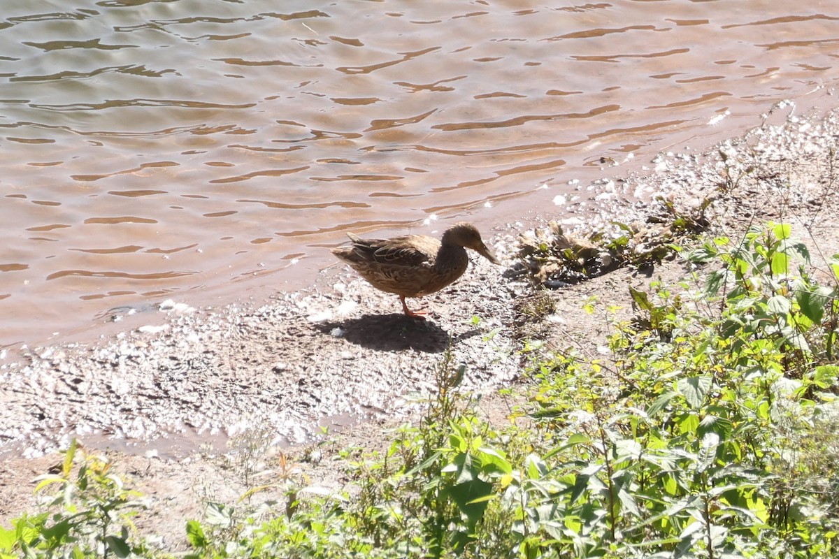 ハシビロガモ - ML646590698