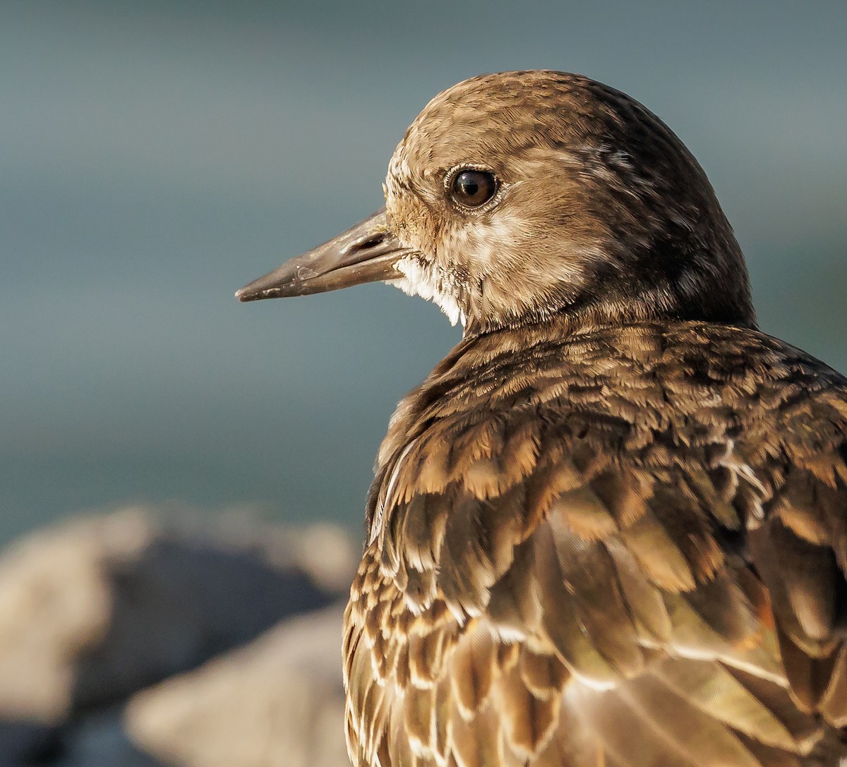 Алаг хайргач - ML646590703