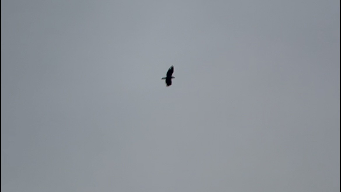 Bald Eagle - ML646590704