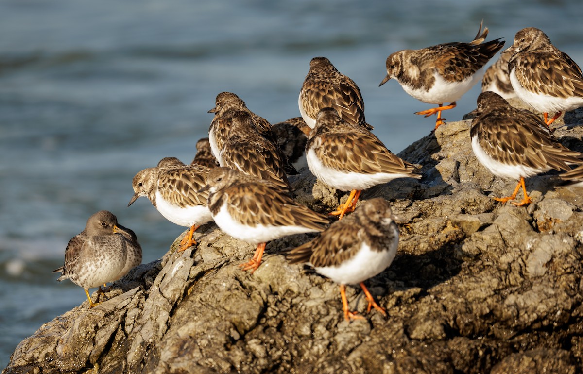 Алаг хайргач - ML646590706