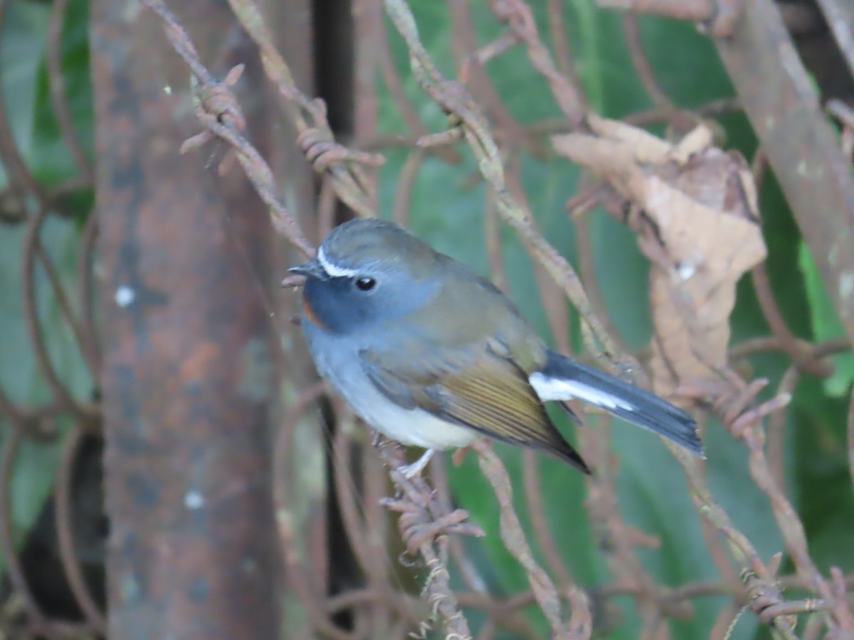 siratfluesnapper - ML646590709