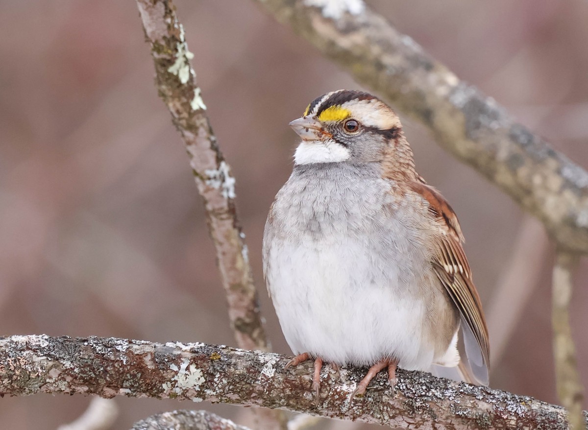 White-throated Sparrow - ML646590710