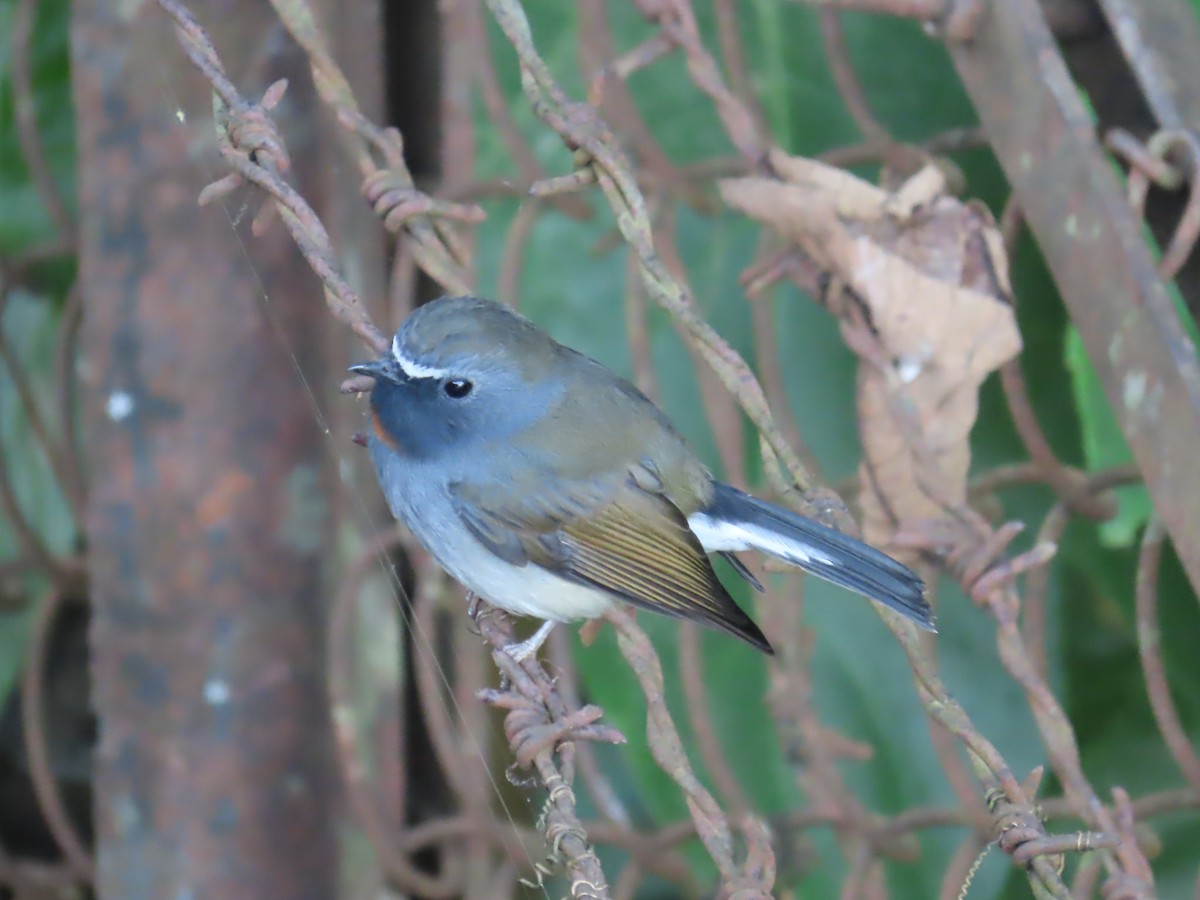 Rufous-gorgeted Flycatcher - ML646590711
