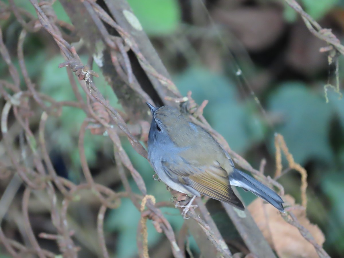 Rufous-gorgeted Flycatcher - ML646590712