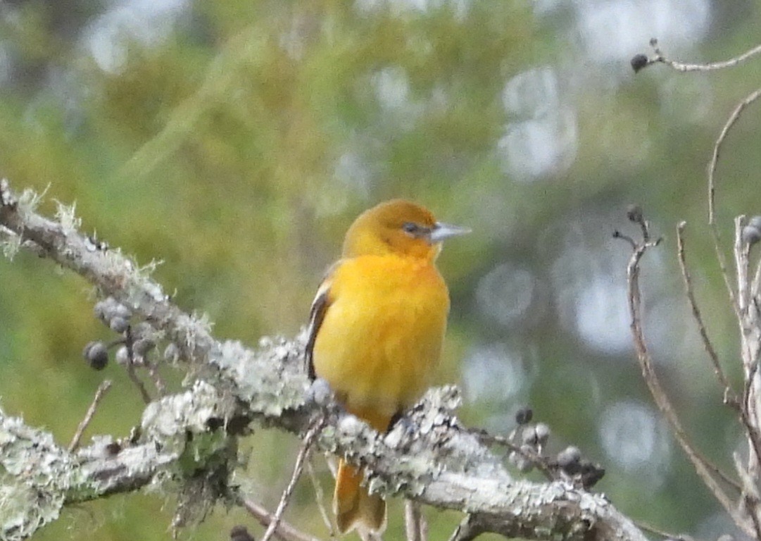 Baltimore Oriole - ML646590714