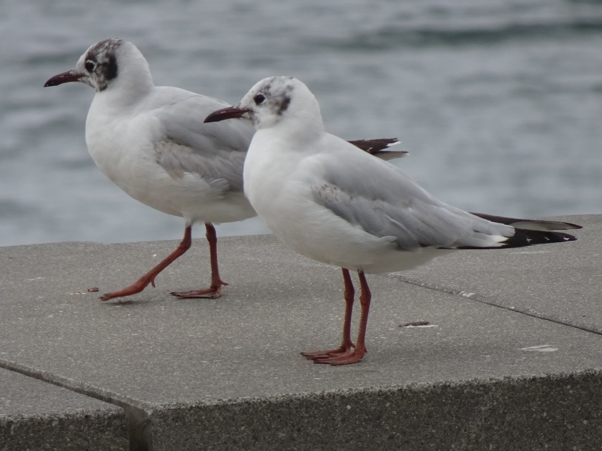 Brown-hooded Gull - ML646590715