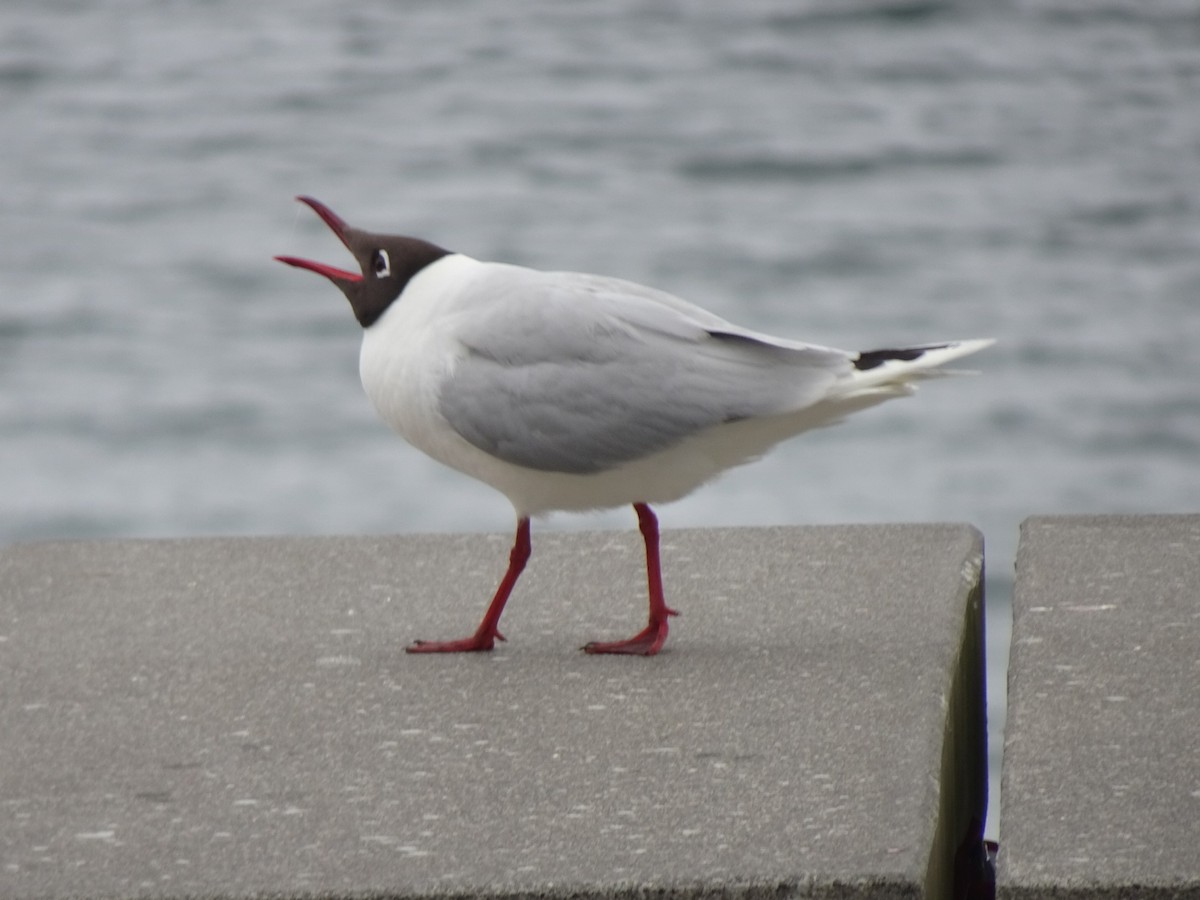 Brown-hooded Gull - ML646590716