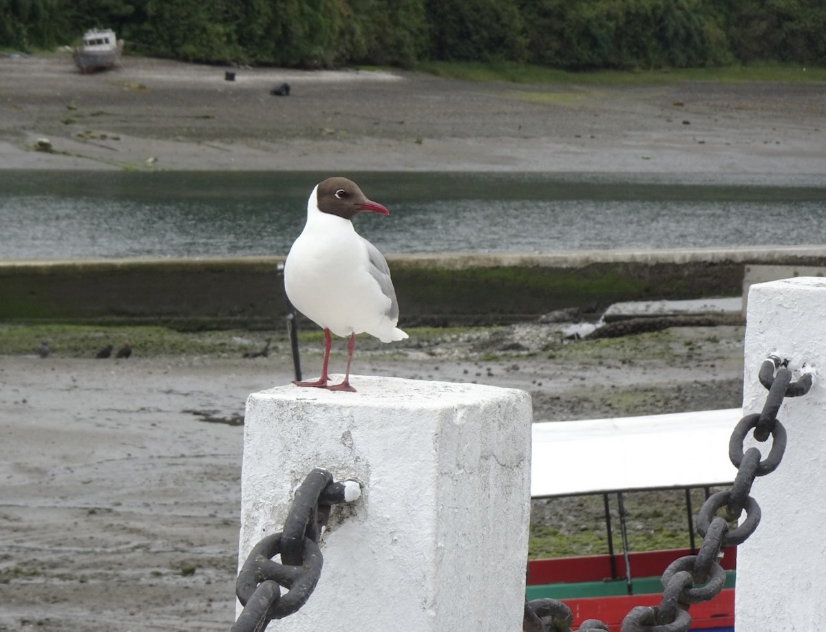 Brown-hooded Gull - ML646590717