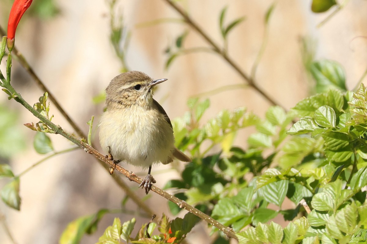 カナリーチフチャフ - ML646590723