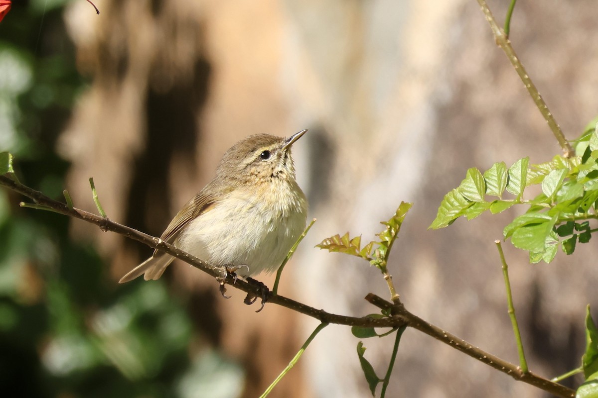カナリーチフチャフ - ML646590724