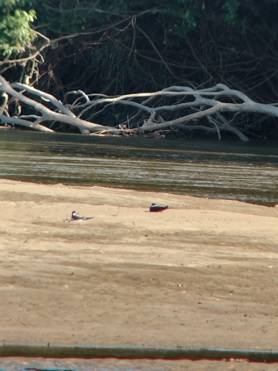 zoboun americký - ML646590727