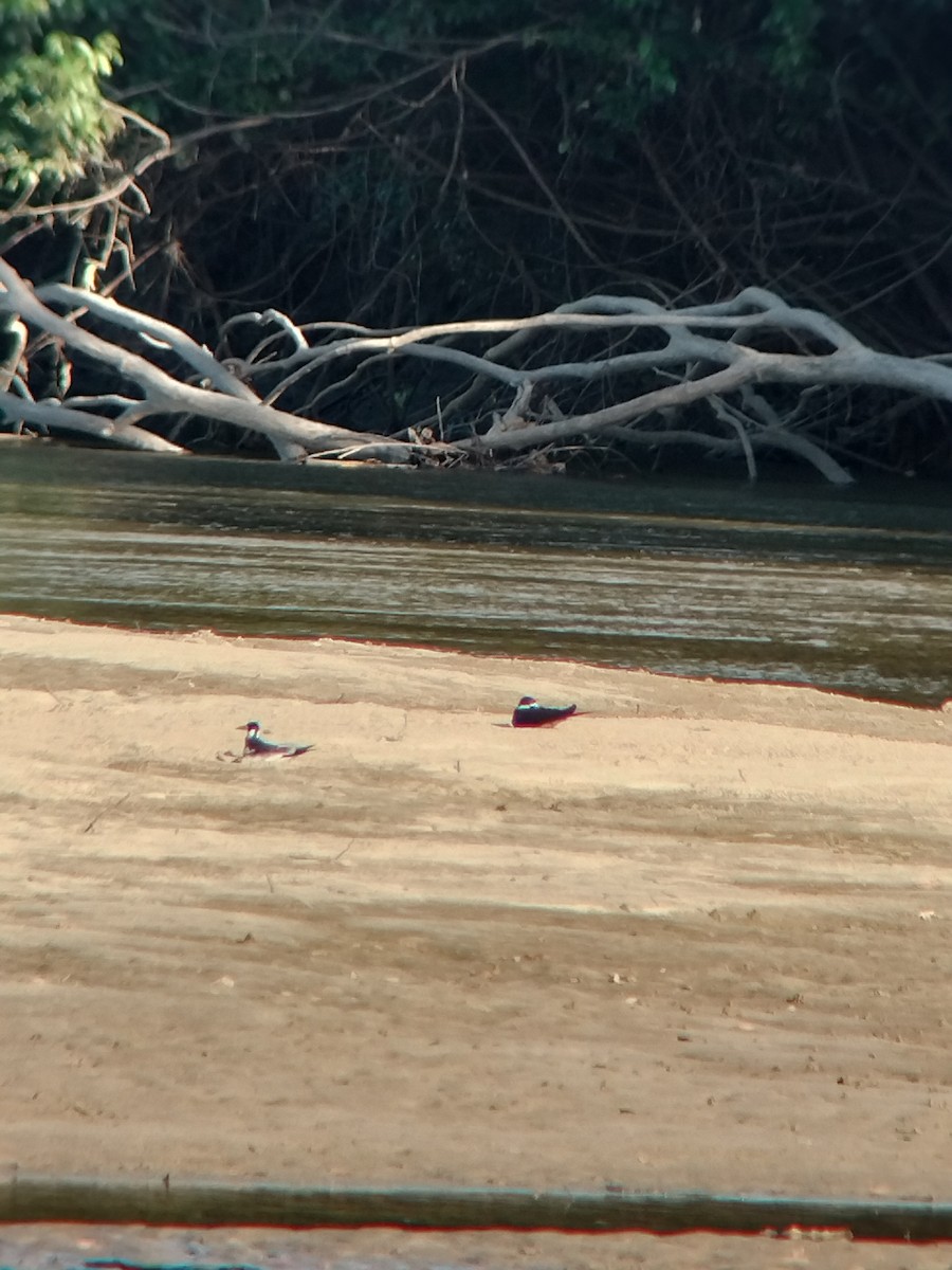 zoboun americký - ML646590729