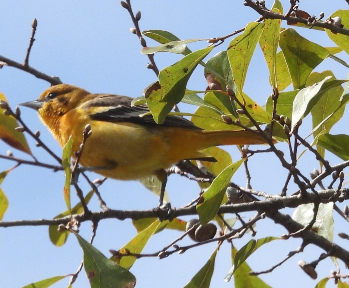Baltimore Oriole - ML646590730