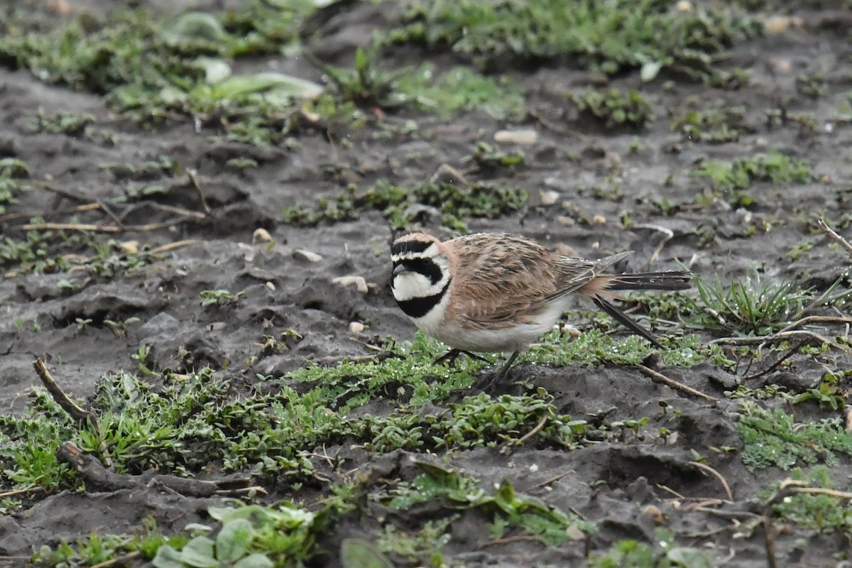 Horned Lark - ML646590731
