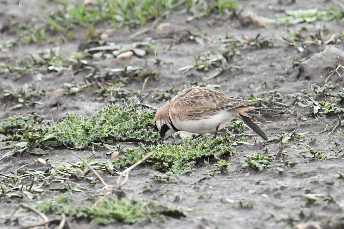 Horned Lark - ML646590732
