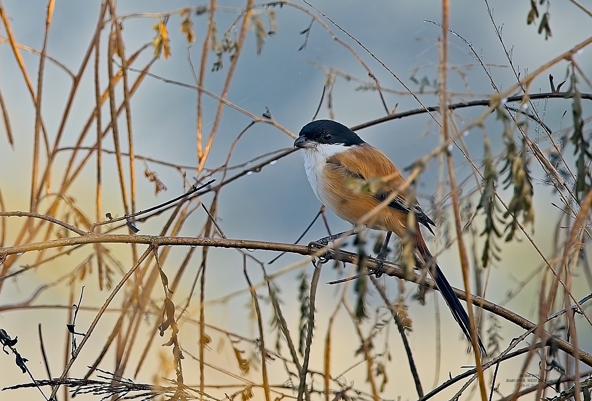 Long-tailed Shrike - ML646590733