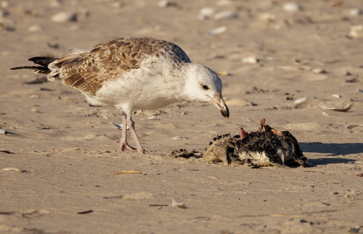 Great Black-backed Gull - ML646590734