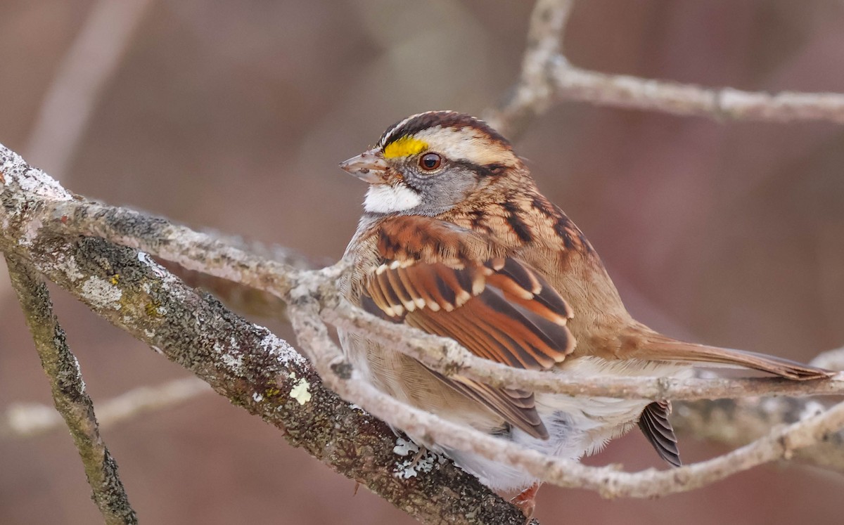 White-throated Sparrow - ML646590737