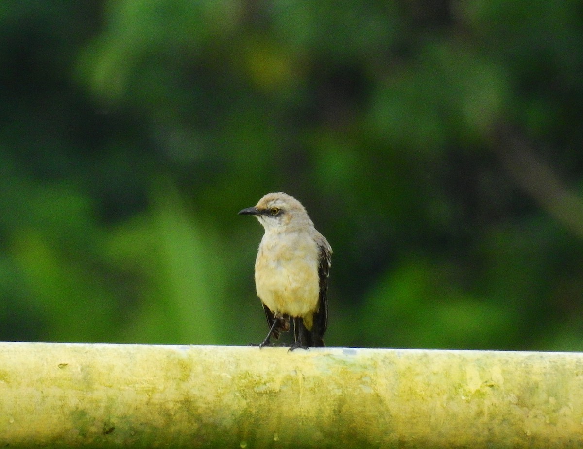 Tropical Mockingbird - ML646590741