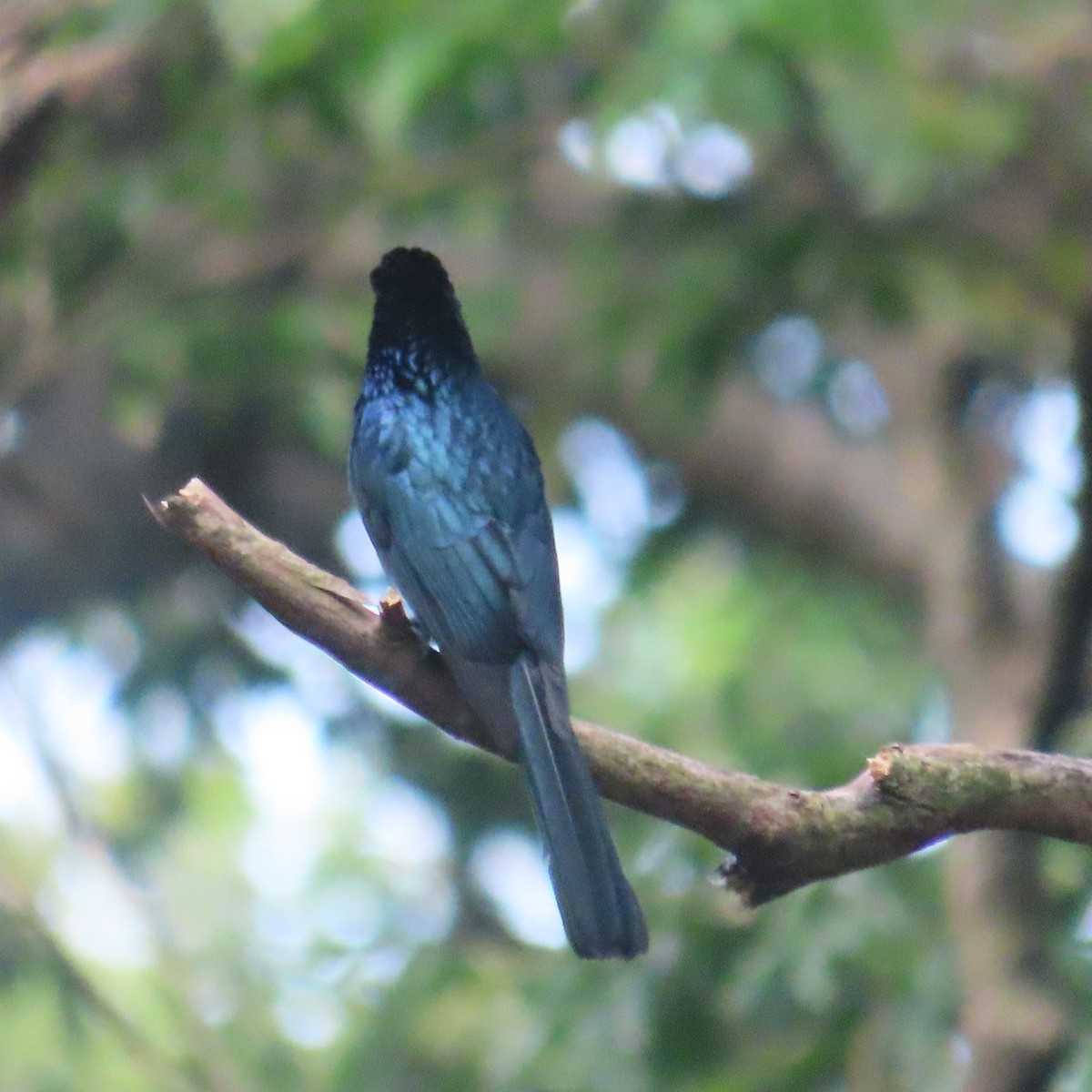 Spateldrongo - ML646590742