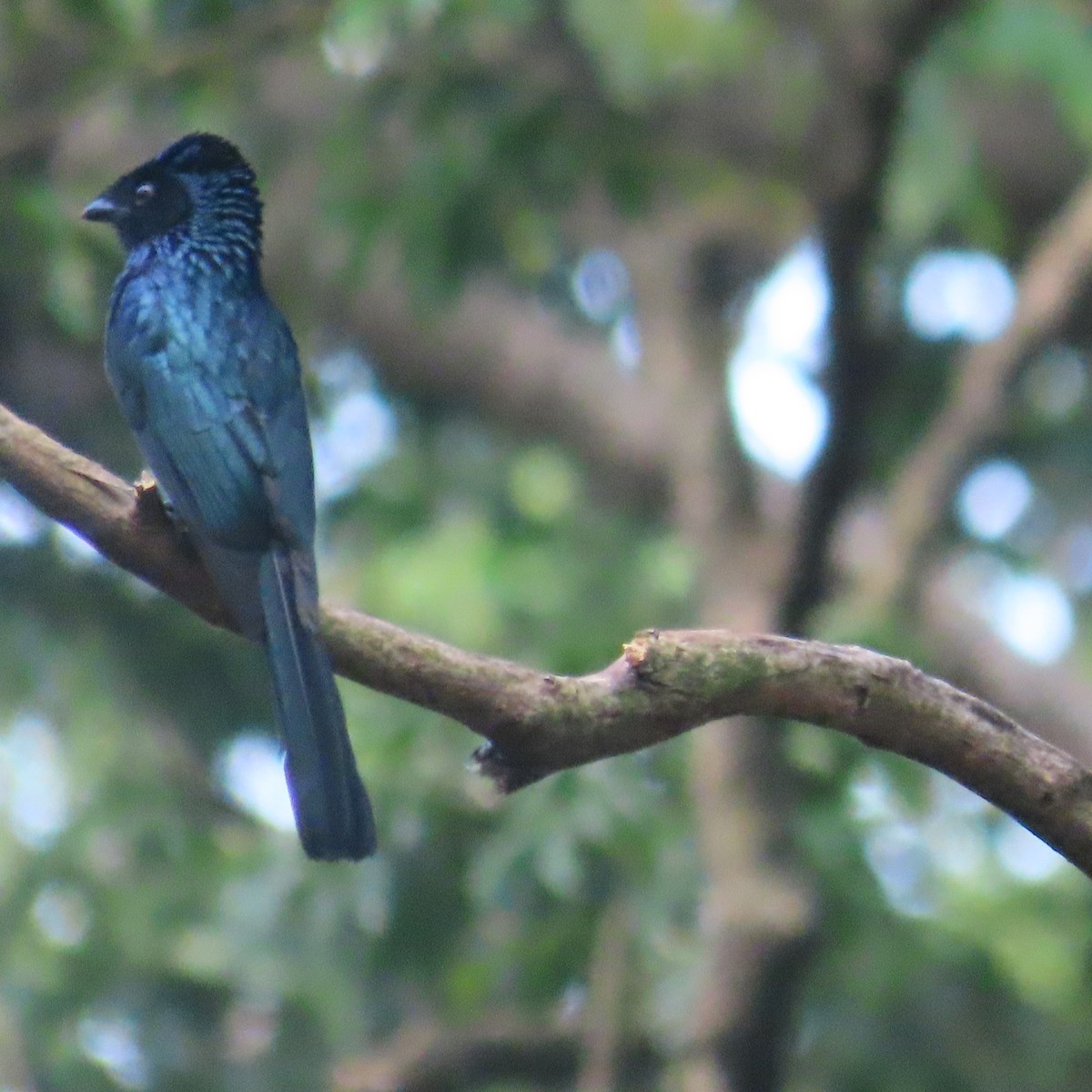 Spateldrongo - ML646590743