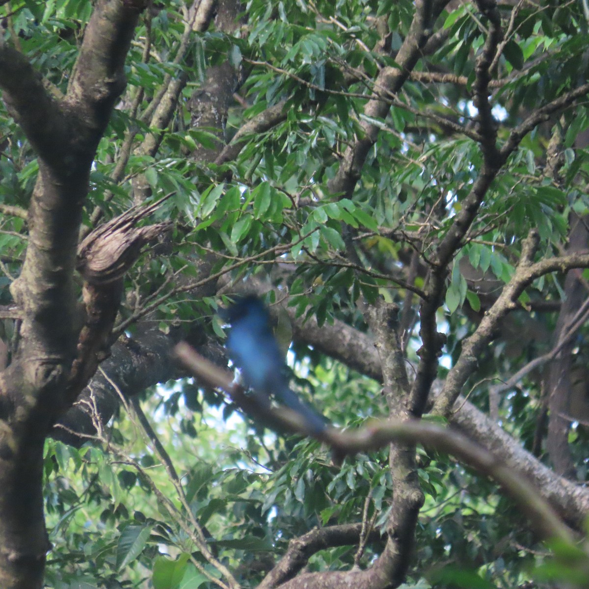 Spateldrongo - ML646590744