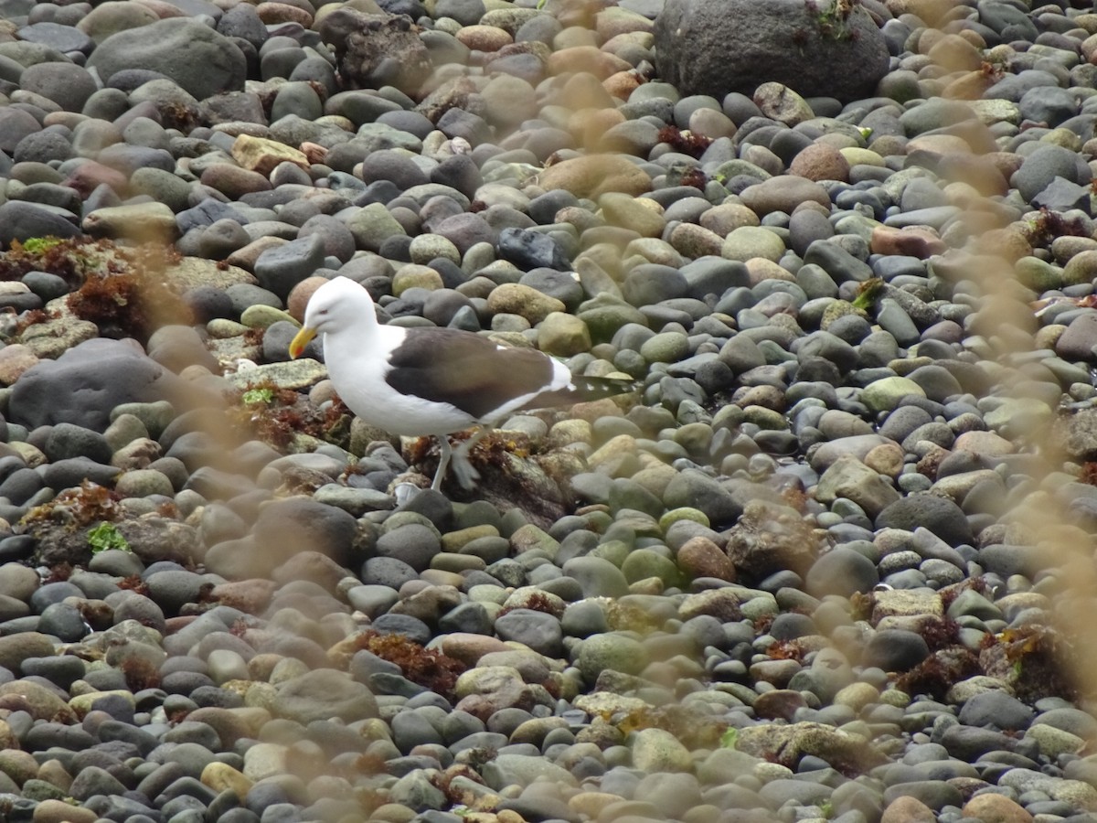 Kelp Gull - ML646590748