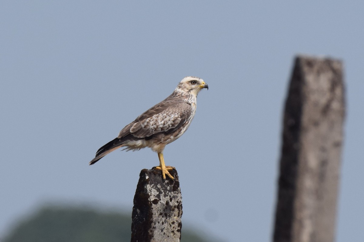 White-eyed Buzzard - ML646590751