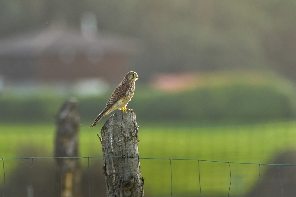 Eurasian Kestrel - ML646590753