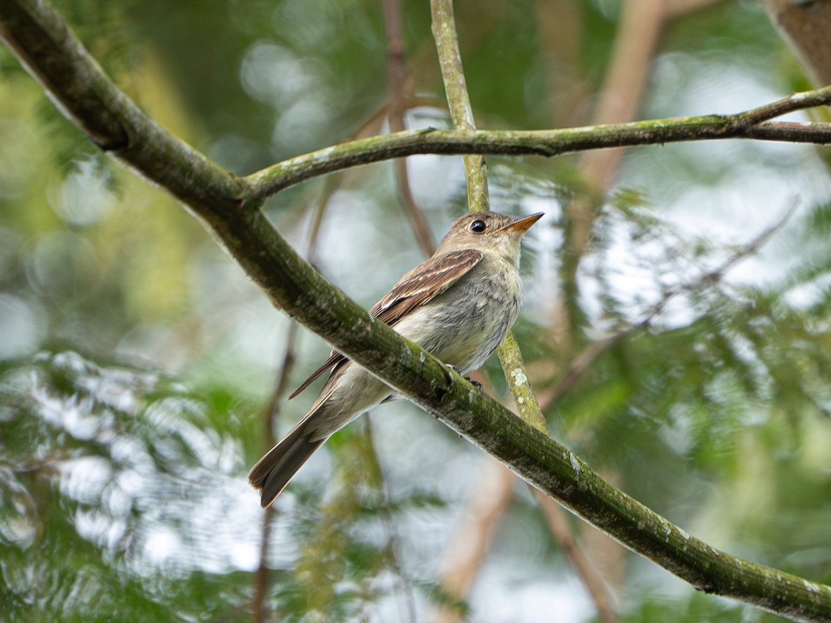 Acadian Flycatcher - ML646590754