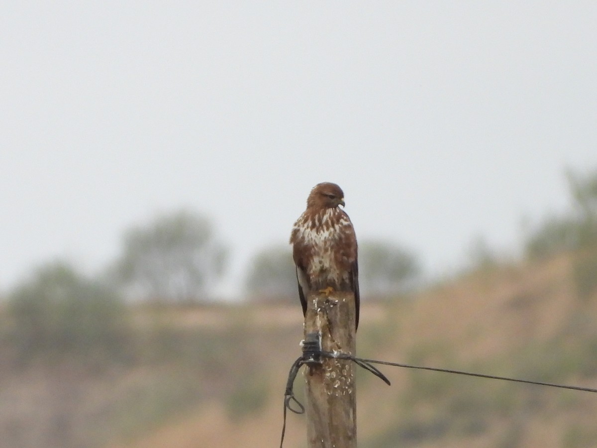 Common Buzzard - ML646590755