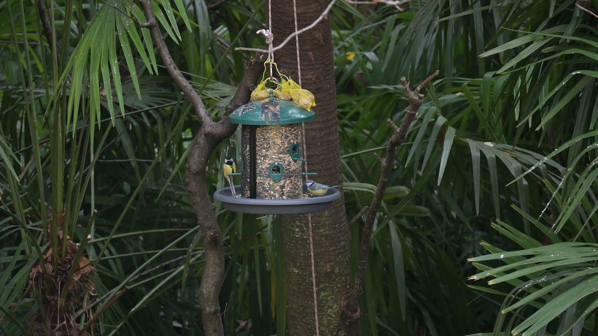 Amilotx urdin europarra - ML646590756